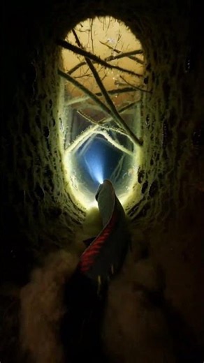 Fire Eel Micro-Cam: Beneath the Submerged Mud Tunnels #wildlifedocumentary #microcamera