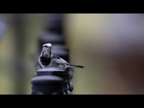 [Lens Review] "Canon RF200 800mm F6.3 9 IS USM" First Impressions