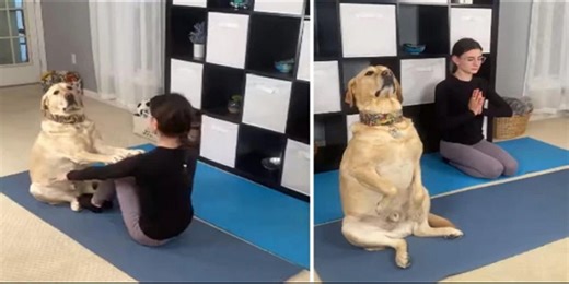 Best workout partner: Dog does yoga with the owner went viral