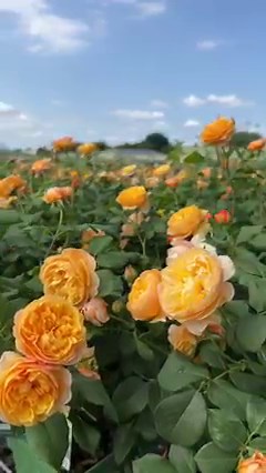 96K views · 8.7K reactions | Our English Roses are loved for their...