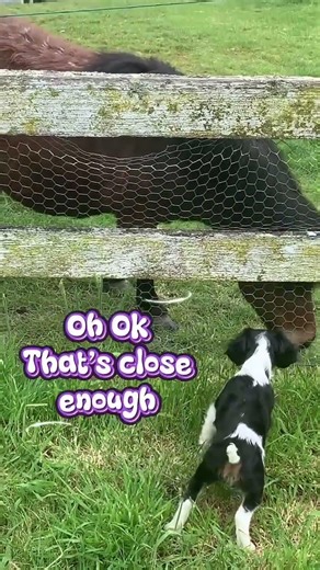 When a Puppy Tells a Pony a Secret 🥹🐾🐴
