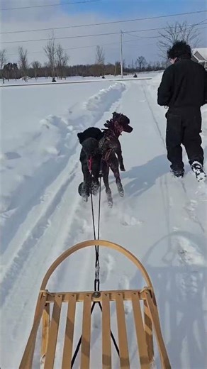 Poodles so can dogsled #standardpoodle #poodles #dogsled