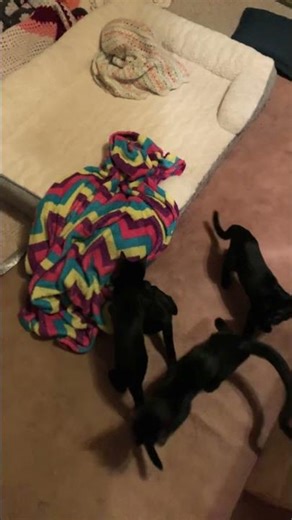 “So Many Kitties, So Much Fun! 🐈‍⬛🎉💞”