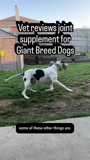 If your vet saw this, they'd say the same thing: "That's the kind of joint care giant breeds actually need." Built for big dogs. Backed by proven ingredients. Made to protect their future 🐾 | The Big Dog Co.