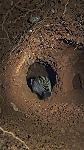Striped Polecat POV: This Is How Predators Hunt Underground (POV Footage)
