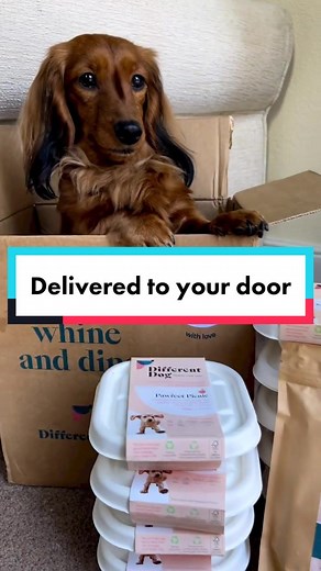 Different Dog on TikTok