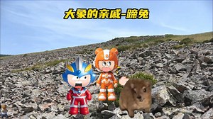 可爱的awawa居然和大象是亲戚