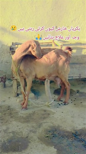 goat diseases and diagnose treatment. Allergy in goat. vet doctor. #animaldiseases #animalhealth