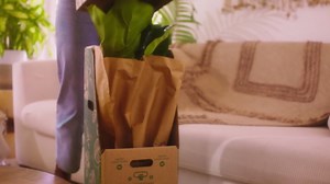 United Nursery Live Schefflera Amate Plant 24-34 inches Tall in 9.25-inch Grower Pot