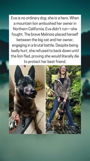 Dog vs Mountain Lion 🦁