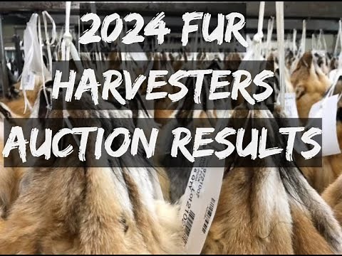 2024 fur harvesters auction results