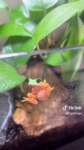 This is a black eyed tree frog, the less popular cousin to the red eyed tree frog! In the light you can see their virtical slit eyelids that allow them to have a field of visions almost 180 degrees (I might be bias but I like the black eyed more) #moreletstreefrog #blackeyedtreefrog #treefrogs #frog #animals #didyouknowfacts