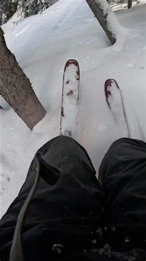 Tree time #treetime #beefandbroccoli