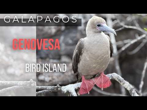 ISLA GENOVESA: The Bird Paradise of Galápagos