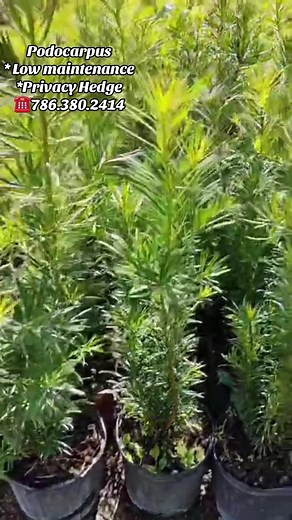 Podocarpus Privacy Hedges at kendallnursery.com ☎️786.380.2414 All sizes & Prices. Open 7 Days a week. #podocarpus #privacyhedges #landscapeprojects