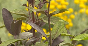 Séchage de sauge : astuces pour réussir votre récolte et stockage