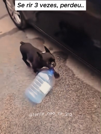 Compilado de Vídeos Engraçados de Animais para Rir