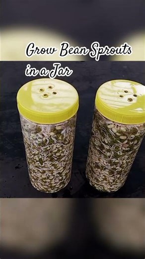 Grow Bean Sprouts in a Jar #garden #bean #gardening