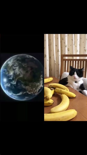 Nooooooo💀💀💀 #cat #funny #tiktok @TikTok @tiktok creators