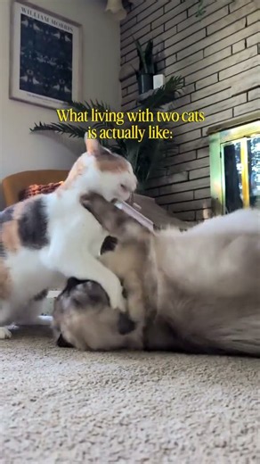 Most of the time they get along just fine... then one of them decides it's time to throw hands...I