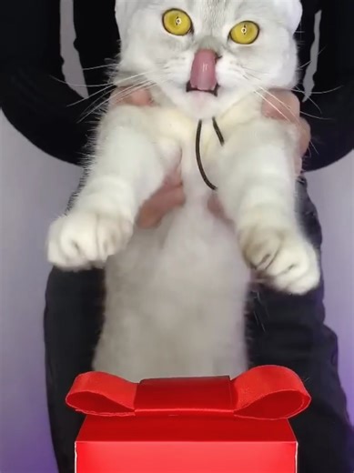 sorry cat 🤣😂🤣#cat #viralvideo #funnycat #bunisses #funnycatmoment