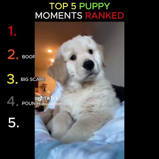 🐶 Top 5 Cutest Puppy Moments Ever Ranked! ❤️