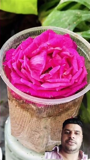 Propagation Of Rose Flower || #plants #propagation #flowers #garden #shortsfeed