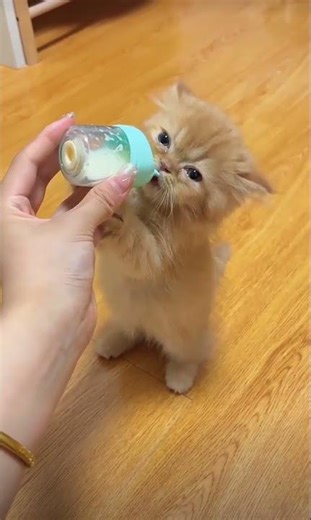 Lunch time 😸 #CatCareCoach #cathealth #felinehealth #shortsvideo #funnycats