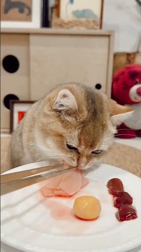 Wow 😳 cat Saw 😲😳“Cute Cat Eating Food 🐱🍲 | Meow Meals | Relaxing Cat Mukbang & ASMR”