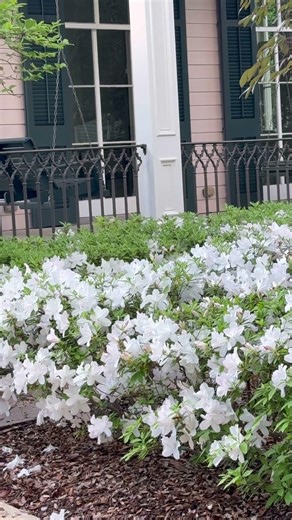 Azalea bushes blooming in early Spring in Garden District in New Orleans #azaleas #gardendistrict