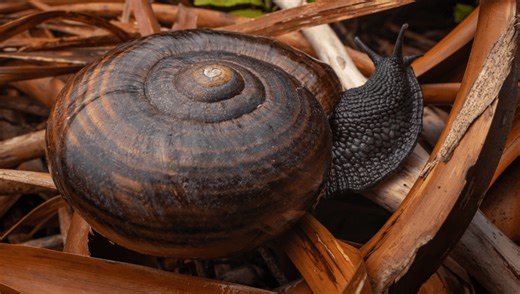 Want To Watch A Really Big Snail Slurp Up A Worm Like Spaghetti? Of Course You Do