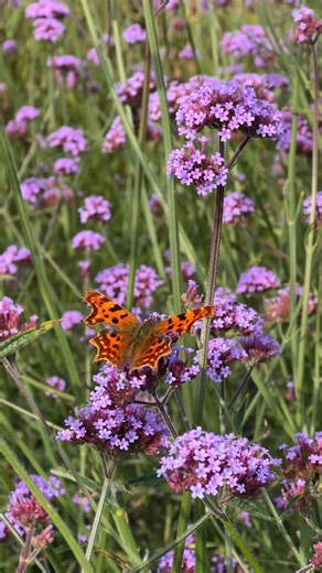 6.1K views · 58K reactions | Add it to your grow list  One...