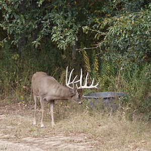 43K views · 1.7K reactions | Huge typical harvested in October of 2023. These bucks were consistently coming into water sources day after day. Perfect shot, exceptional and memorable harvest that we'll never forget. | Genesis Whitetails | Facebook