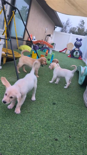 ✨ Water Exposure - Rain 🌧️ ✨ Today the pups experienced their first light rain shower and they didn’t care one bit! 🥳 Everyone went potty like pros and then wandered around, trying to figure out where the water was coming from 🤔 Building positive early experiences like this helps them grow into confident, adaptable dogs even when the weather isn’t perfect | SW Retrievers