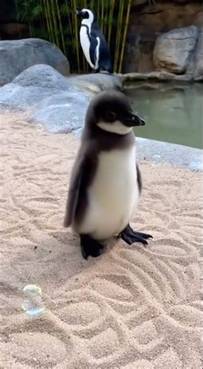 Cutest Zoo Moment Ever 🐧✨ Baby Penguin vs Bubbles!