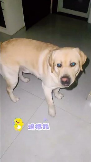 Unleash the Truth: Dogs Know Everything