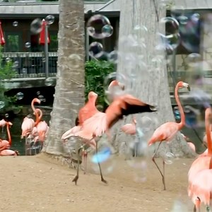 Throwback to flamibgos reacting to bubbles! 🫧🦩🫧 | San Antonio Zoo