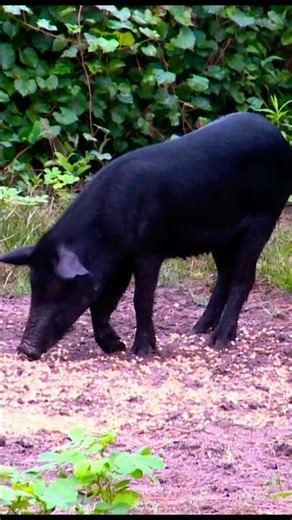 Hungry Wild Boar Eating in the Forest 🐗 | Amazing Wildlife Moment#shorts#wildboar