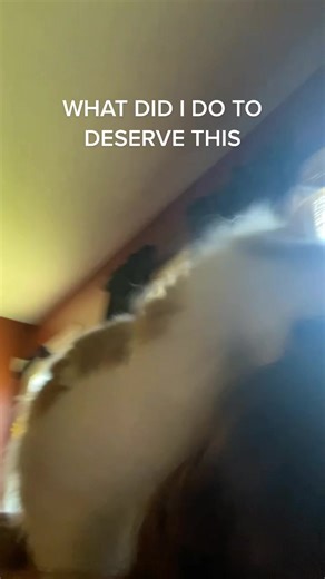 WHY IS HE SO MEAN WTF #cats#wtf#epic | cats