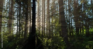 Green Forest. Pine Trees Fairy Forest. Trees pattern. Camera movement inside the forest. Wonderful green forest in summer. Sunset over the lake. Camera movement to the right, time lapse 4k. Hyperlapse