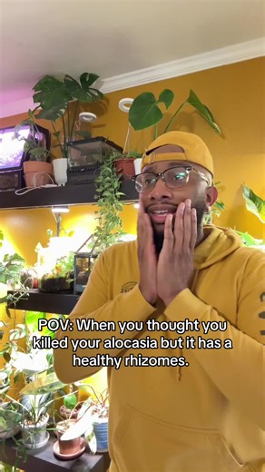 Caring for Alocasia Plants: Understanding Rhizome Health