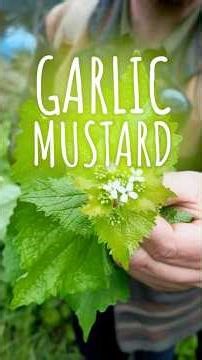 Garlic Mustard & Fermented Flavours #foraging #getoutside #walks #plants #brassica #wildfood #nature