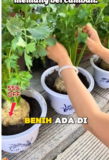 Unique Ways to Grow Celery Root at Home