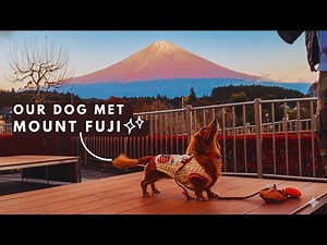 Hidden Gems Around Mt. Fuji | Serene Lakes, Waterfalls & a Dachshund's Perfect Road Trip