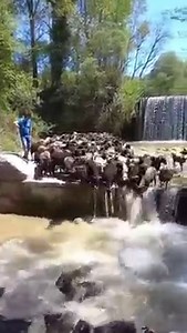 2.6M views · 51K reactions | CHACUN SON TOUR ! Et hop, à l'eau pour rejoindre de nouveaux pâturages ! Ici, en Italie, sur les contreforts de l'Apennin. Un très grand merci à Manuele Pacitti pour cette vidéo ! #moutons #sautdansleau #panurge | La Place du Village | Facebook