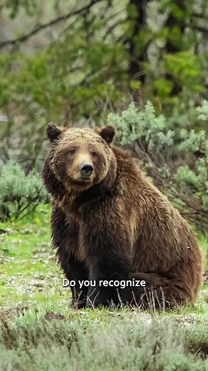 Grizzly 399 passed away on October 22, 2024. We mourn her loss and celebrate her legacy of 22 children and the countless dedicated fans she inspired worldwide @PBS Nature #grizzly399 #grizzlybear