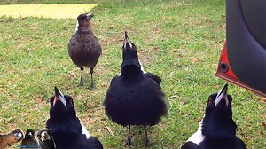 152K views · 5.3K reactions | Visiting R2-D2, Baldy, Mrs.R2 and...