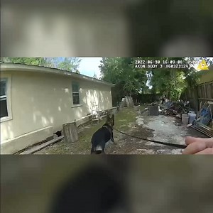 989K views · 2.6K reactions | WATCH: New Police Dog FINDS And BITES Suspect In Hiding | Daily Wire | Facebook