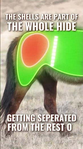 Did you know that Shell Cordovan originates from the hindquarters, aka "butt cheeks" of a horse?