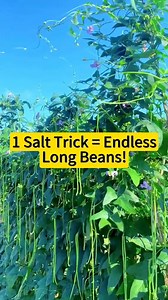 6.2K views · 51 reactions | 1 salt trick = endless long beans!#vegetable #vegetables #bean #beans #salt #plant #plants #planting #fertilizer #diy | The Seed of life | Facebook